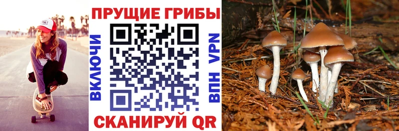 площадка как зайти  купить наркоту  Сегежа  Псилоцибиновые грибы ЛСД 